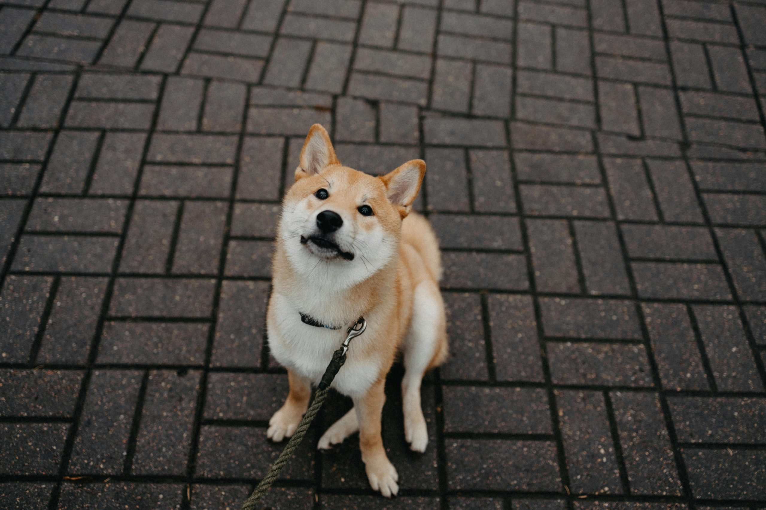 Shiba Inu
