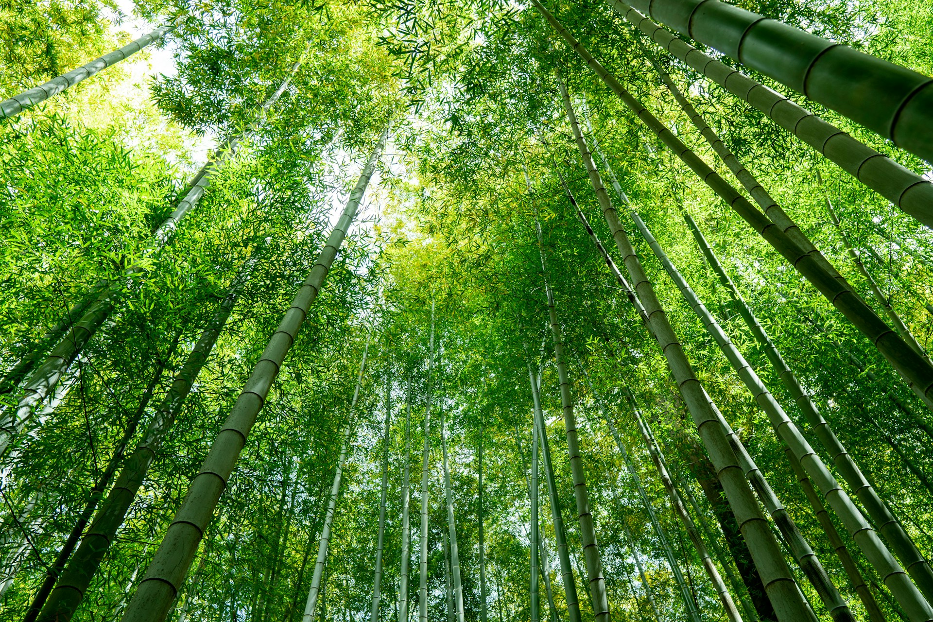 Bamboo is more than just a plant; it’s a testament to nature’s ingenuity and resilience. From ancient civilizations to modern sustainable solutions, bamboo continues to captivate with its adaptability, strength, and ecological benefits.