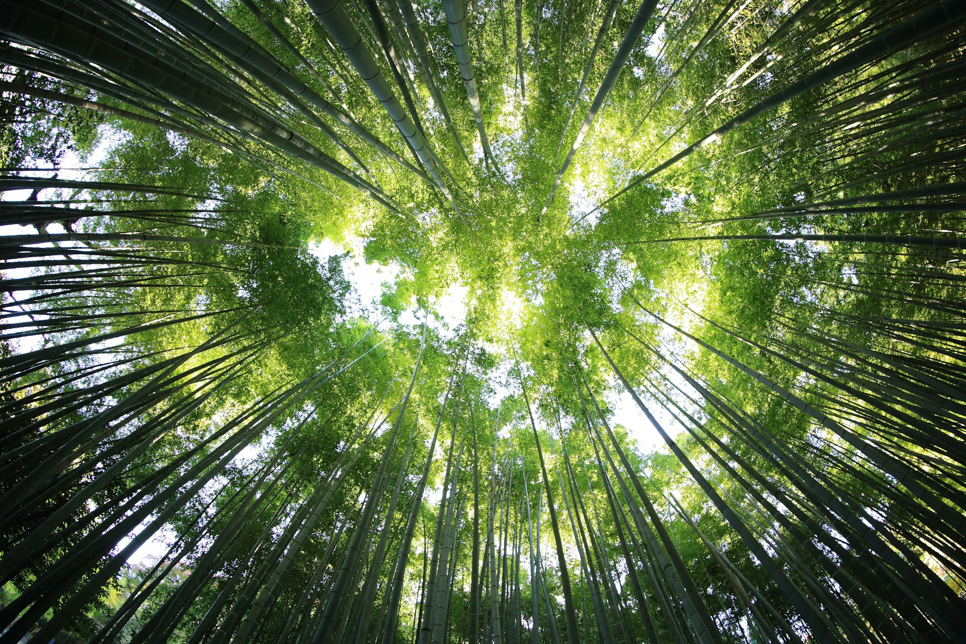 Bamboo is more than just a plant; it’s a testament to nature’s ingenuity and resilience. From ancient civilizations to modern sustainable solutions, bamboo continues to captivate with its adaptability, strength, and ecological benefits.