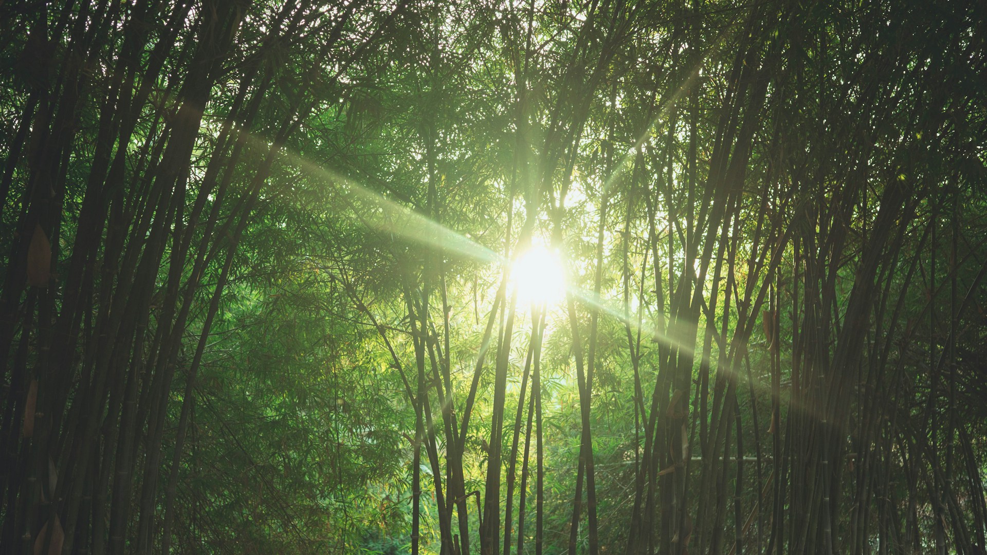 Bamboo is more than just a plant; it’s a testament to nature’s ingenuity and resilience. From ancient civilizations to modern sustainable solutions, bamboo continues to captivate with its adaptability, strength, and ecological benefits.