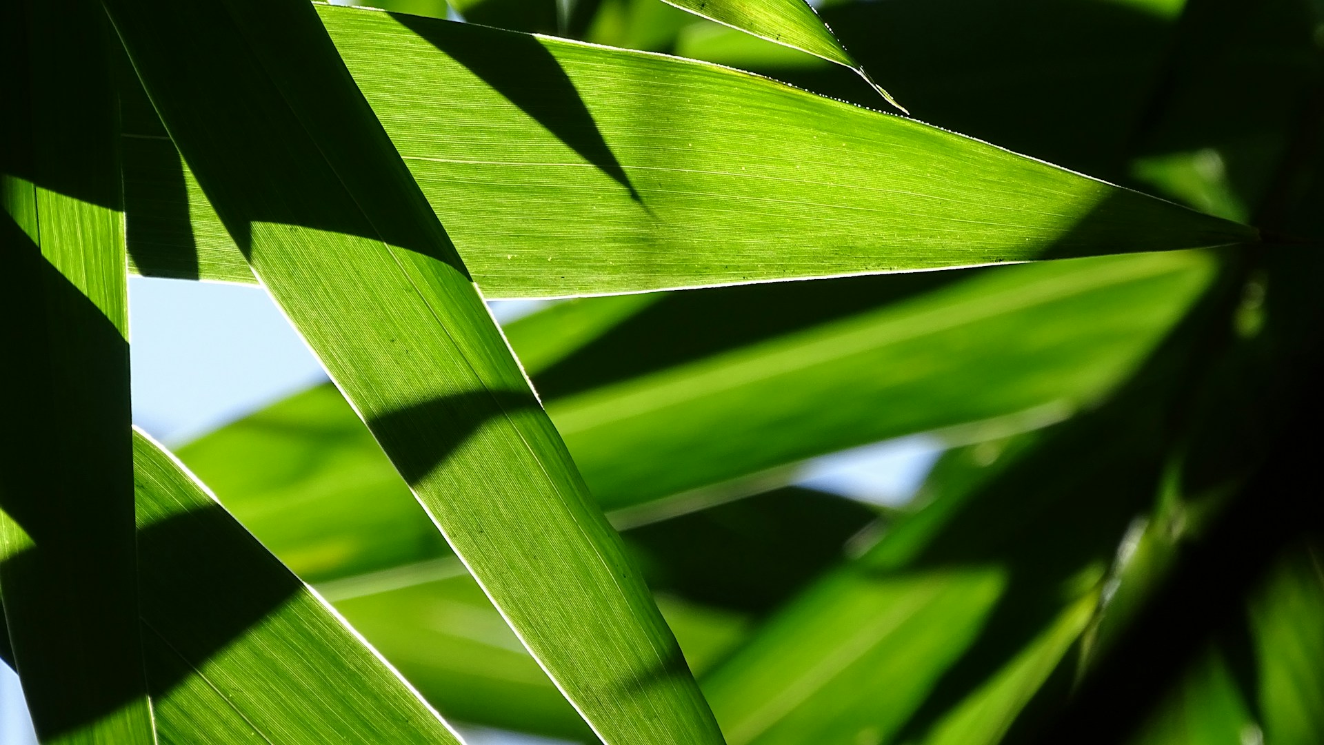 Bamboo is more than just a plant; it’s a testament to nature’s ingenuity and resilience. From ancient civilizations to modern sustainable solutions, bamboo continues to captivate with its adaptability, strength, and ecological benefits.