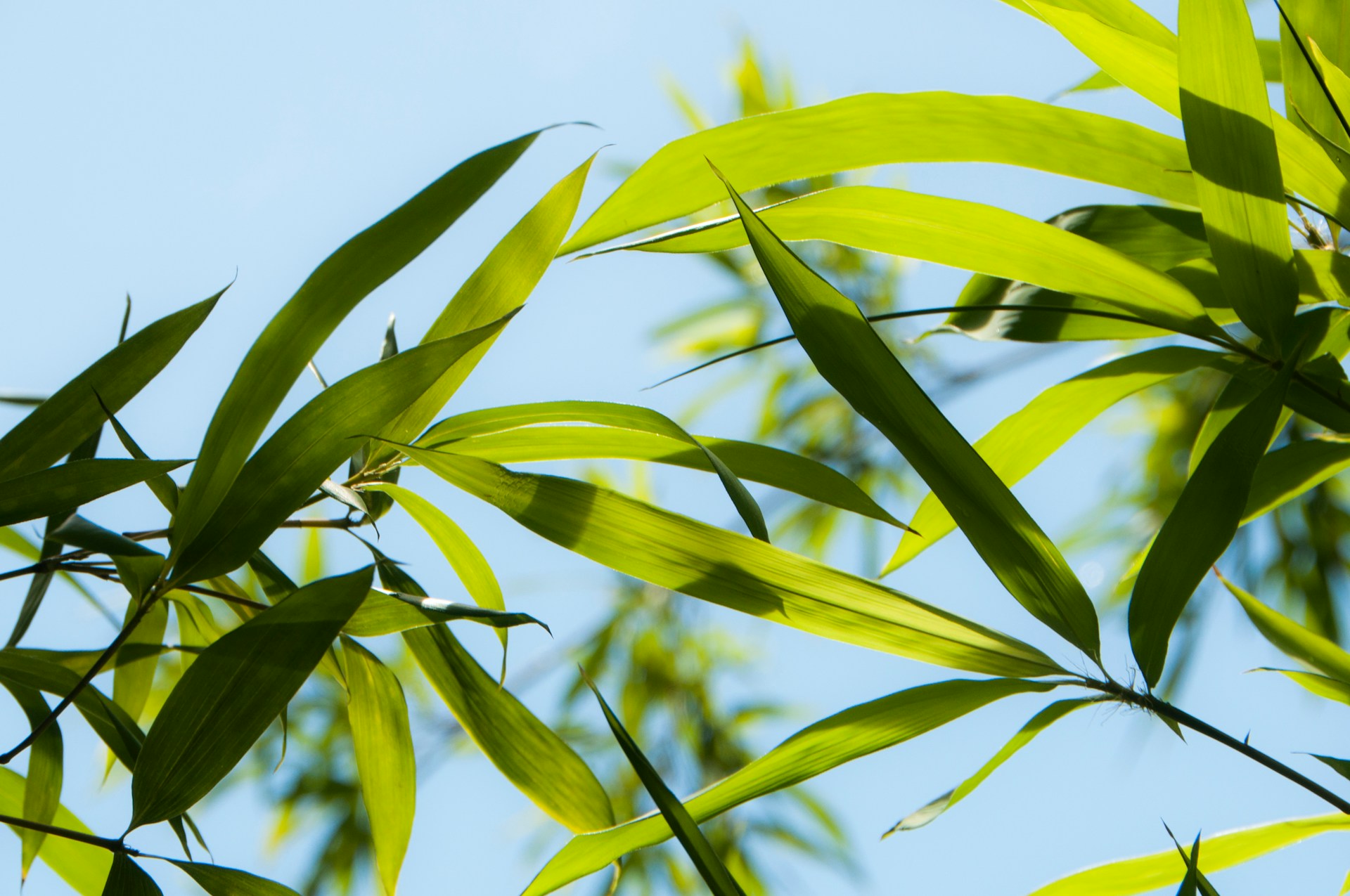 Bamboo is more than just a plant; it’s a testament to nature’s ingenuity and resilience. From ancient civilizations to modern sustainable solutions, bamboo continues to captivate with its adaptability, strength, and ecological benefits.