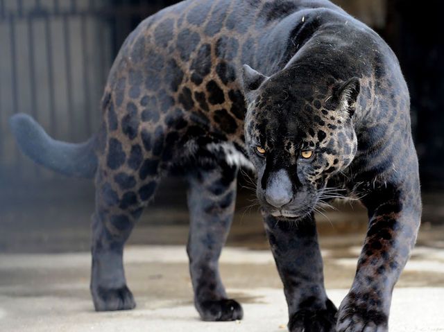 Jaglion