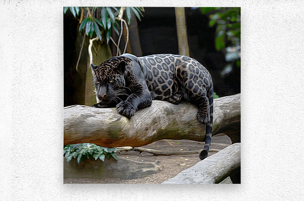 Jagupard