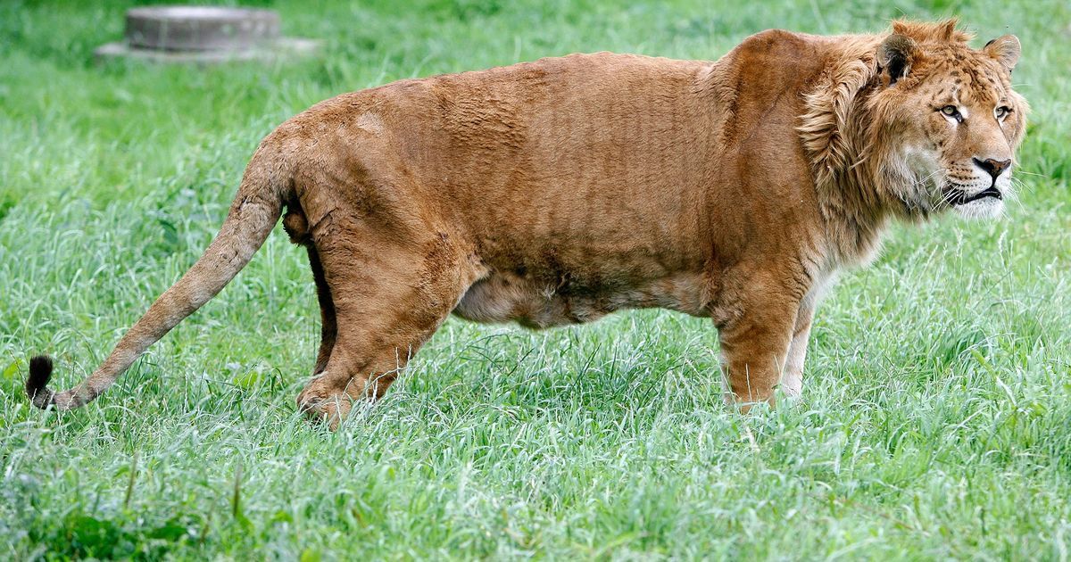 Li-tigon