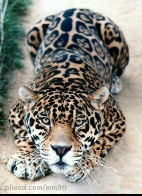 Lipard