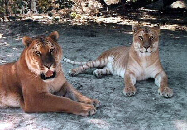 ti-tigon