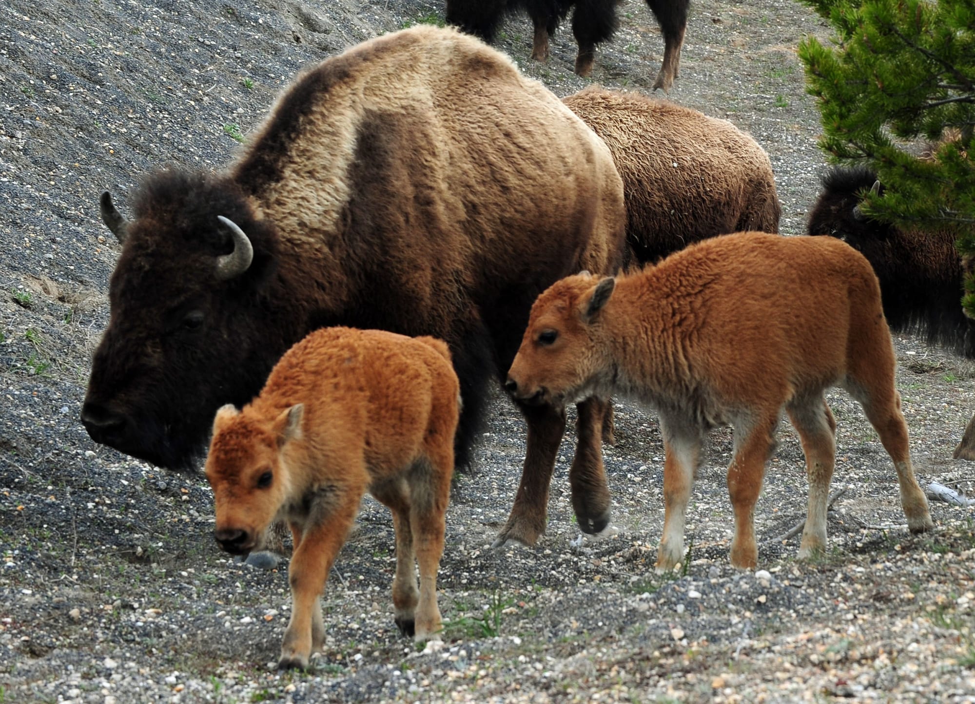  American Bison Is Breeding Again