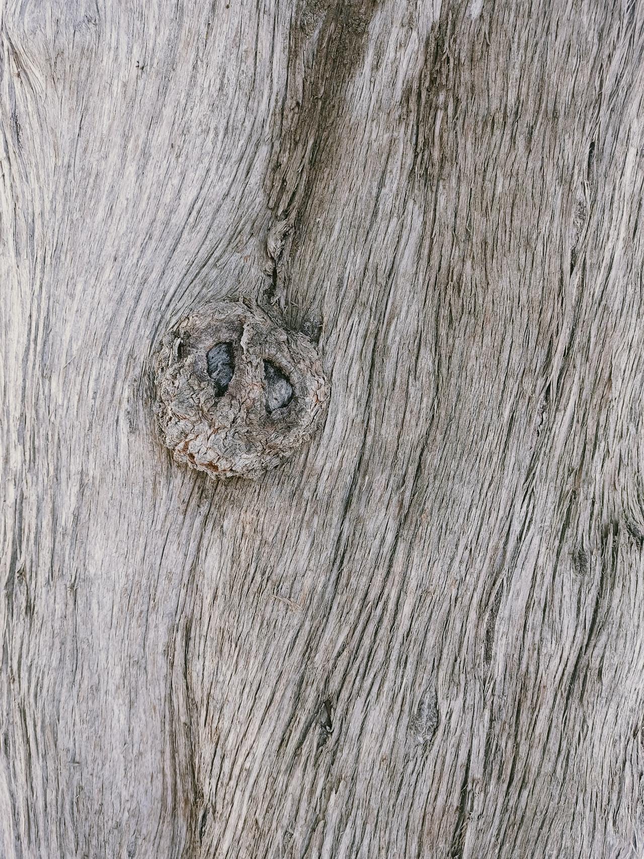 Pareidolia Explained