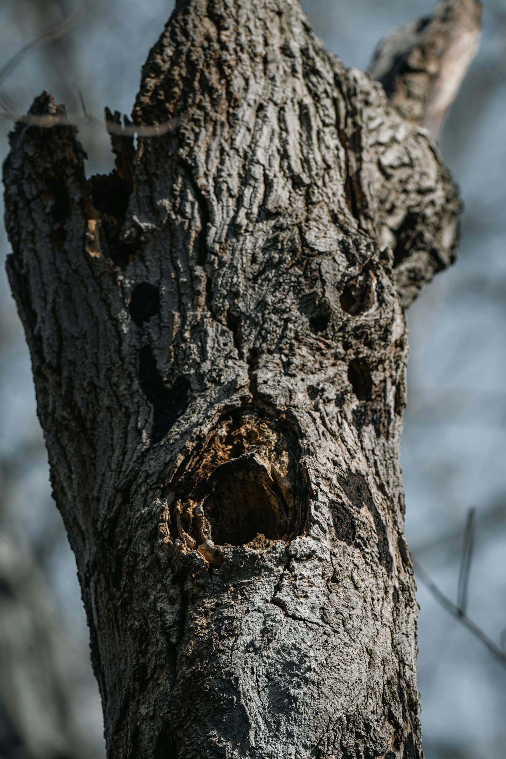 Pareidolia Explained