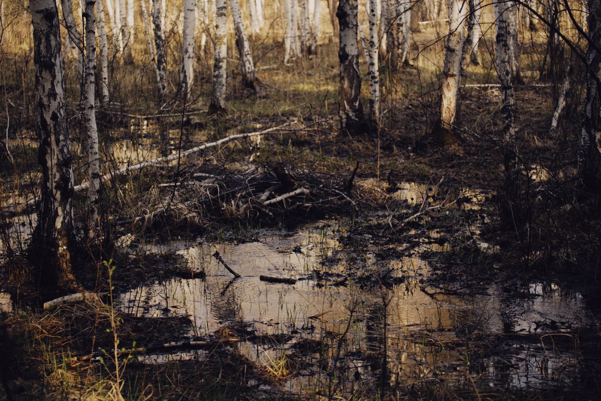Alligators Use Sticks as Bait