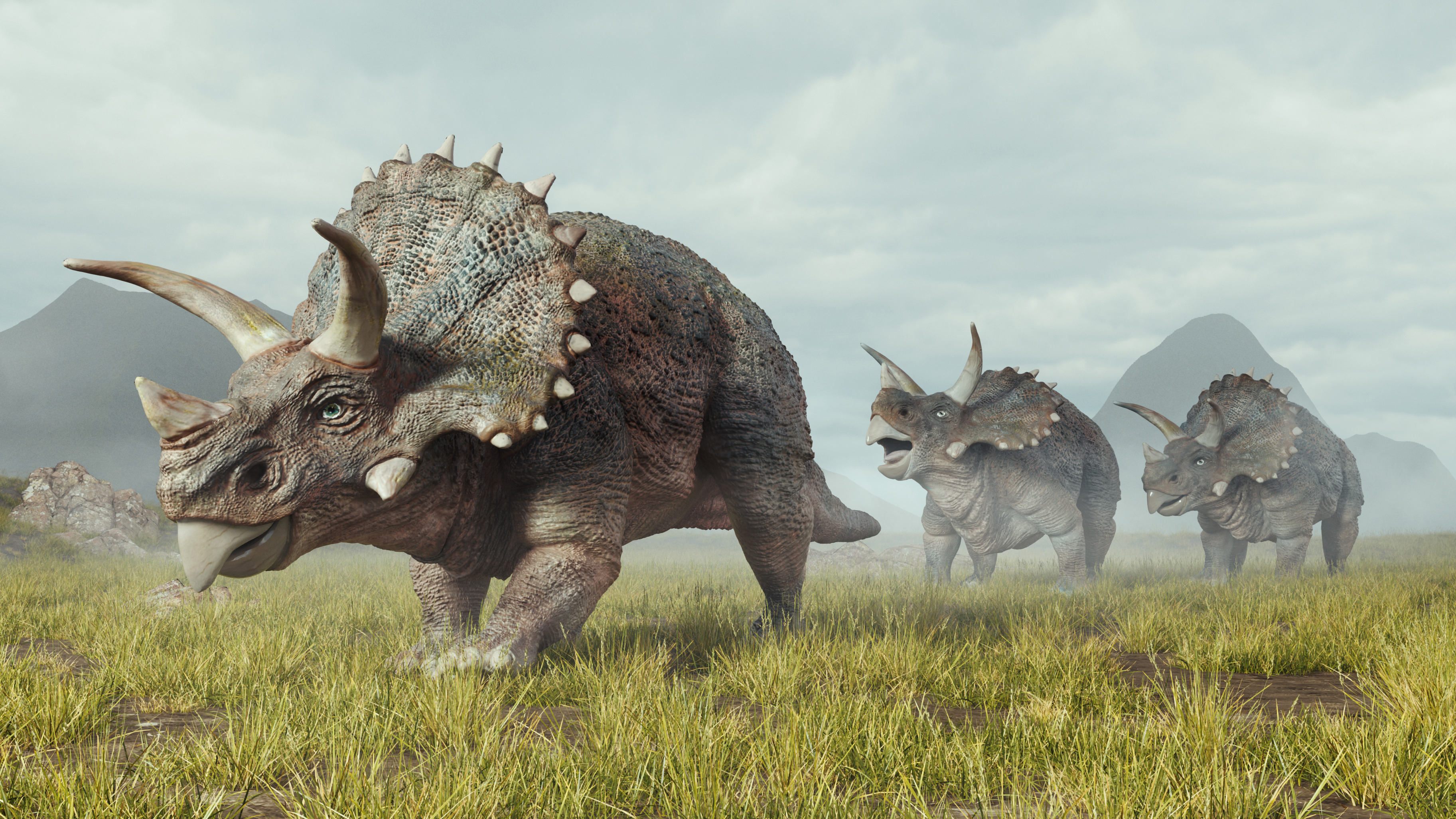 Triceratops