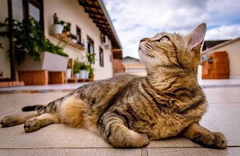 How To Make Friends With Street Cats