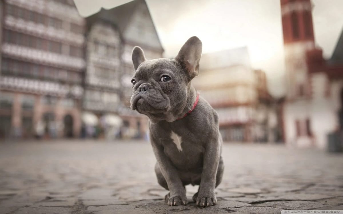 French Bulldog: The Irresistible Charm of a Petite Companion