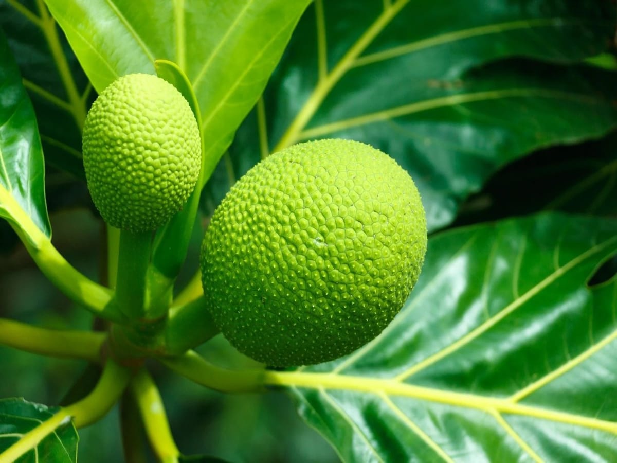The Versatile Breadfruit: A Tropical Treasure