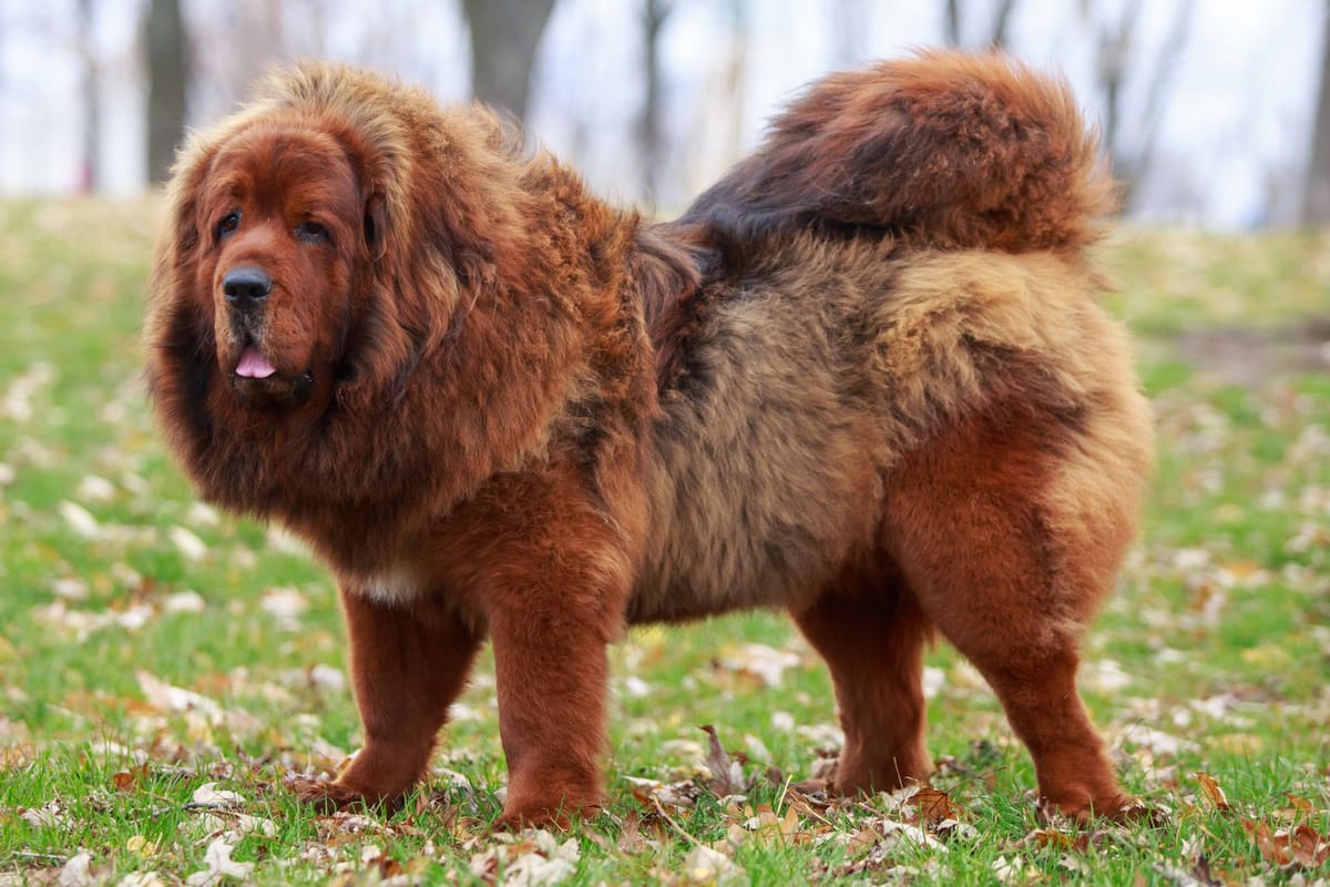 Tibetan Mastiff: Majestic Guardians of the Himalayas