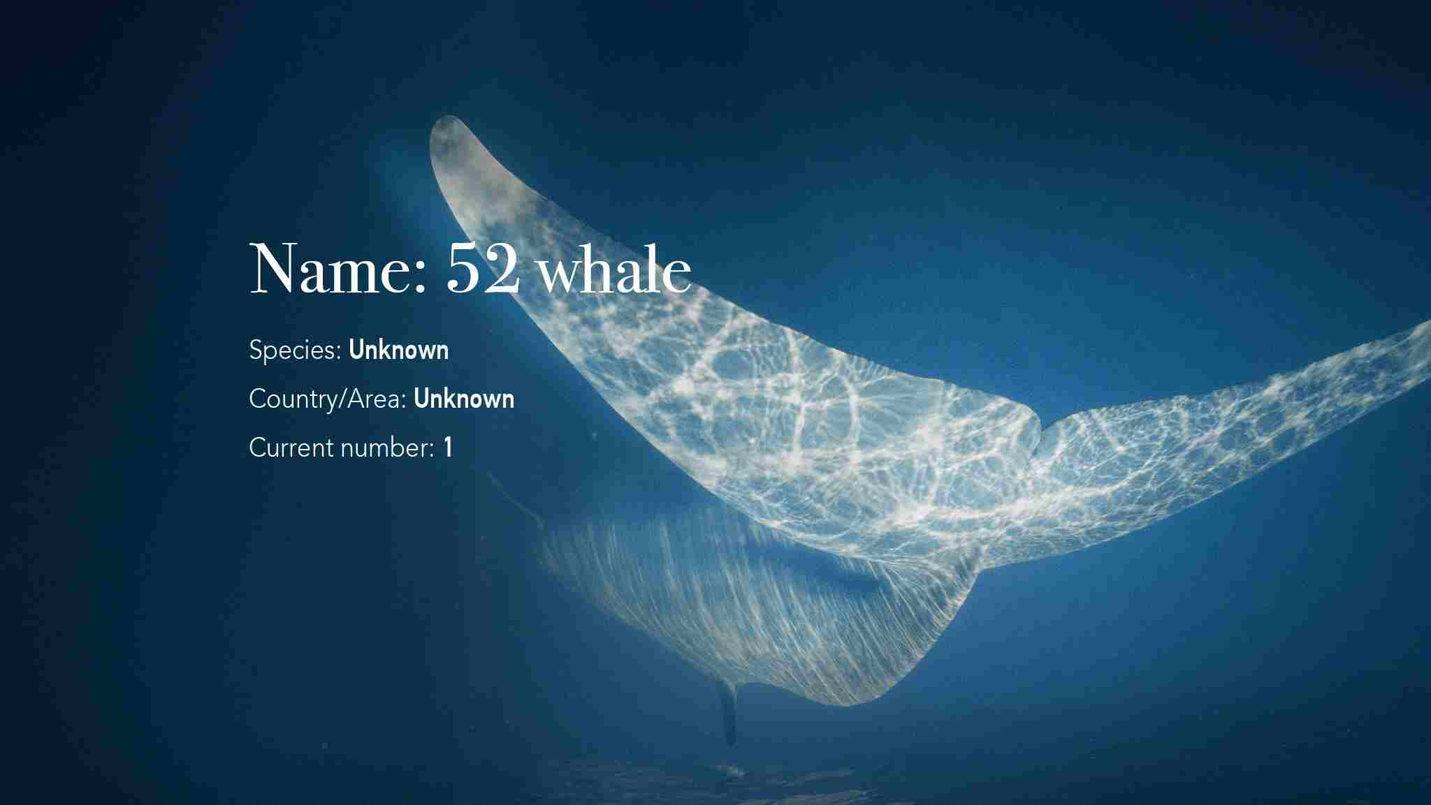 The Enigmatic 52Hz Whale:The Mystery of the Loneliest Creature in the Ocean