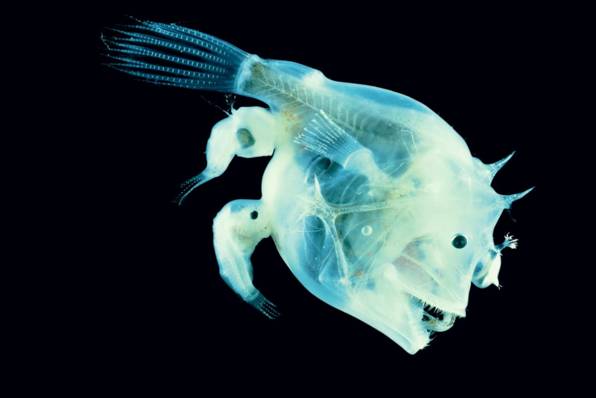 Anglerfish Mate