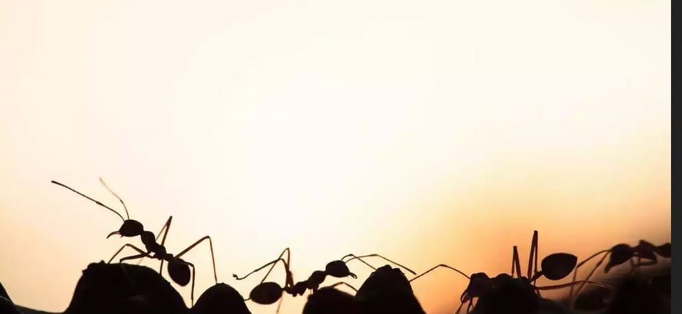 stitching wounds with ants