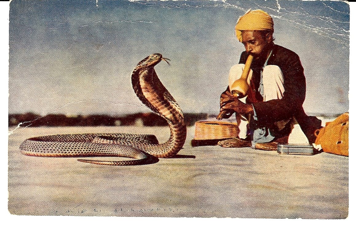 The Cobra Effect