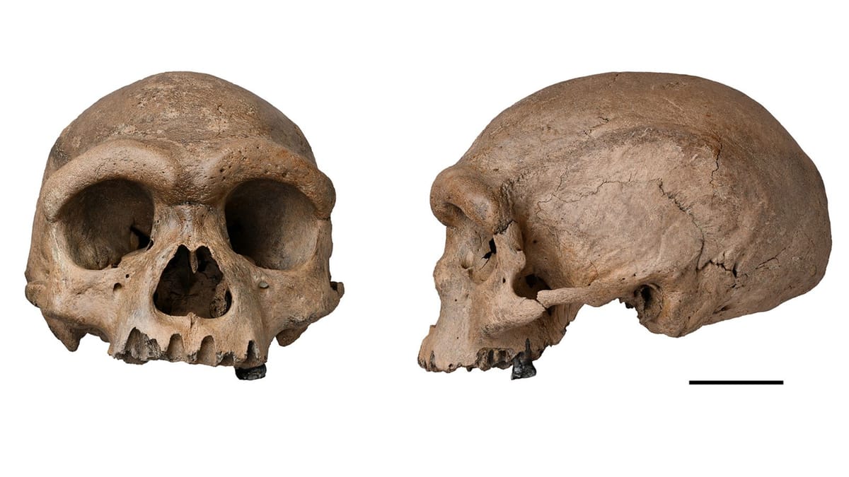 Homo Longi