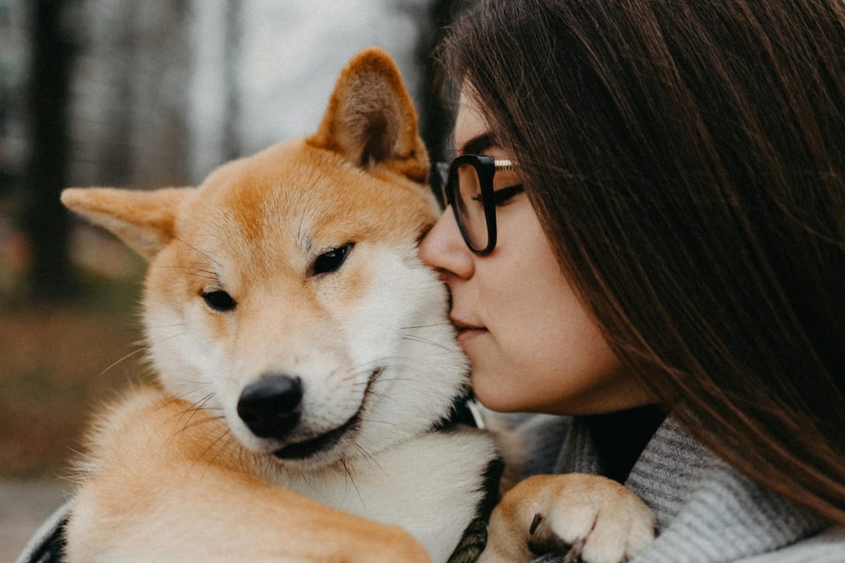 Shiba Inu