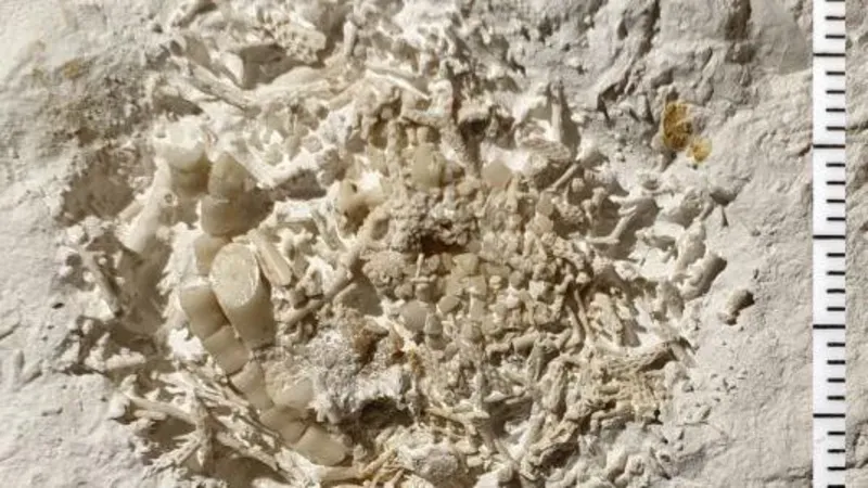 66-Million-Year-Old Fossilized Vomit