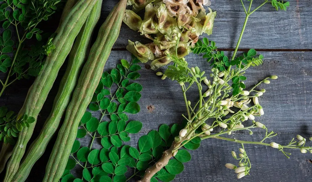 Moringa Oleifera