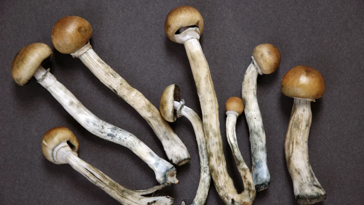Psychedelic Mushrooms