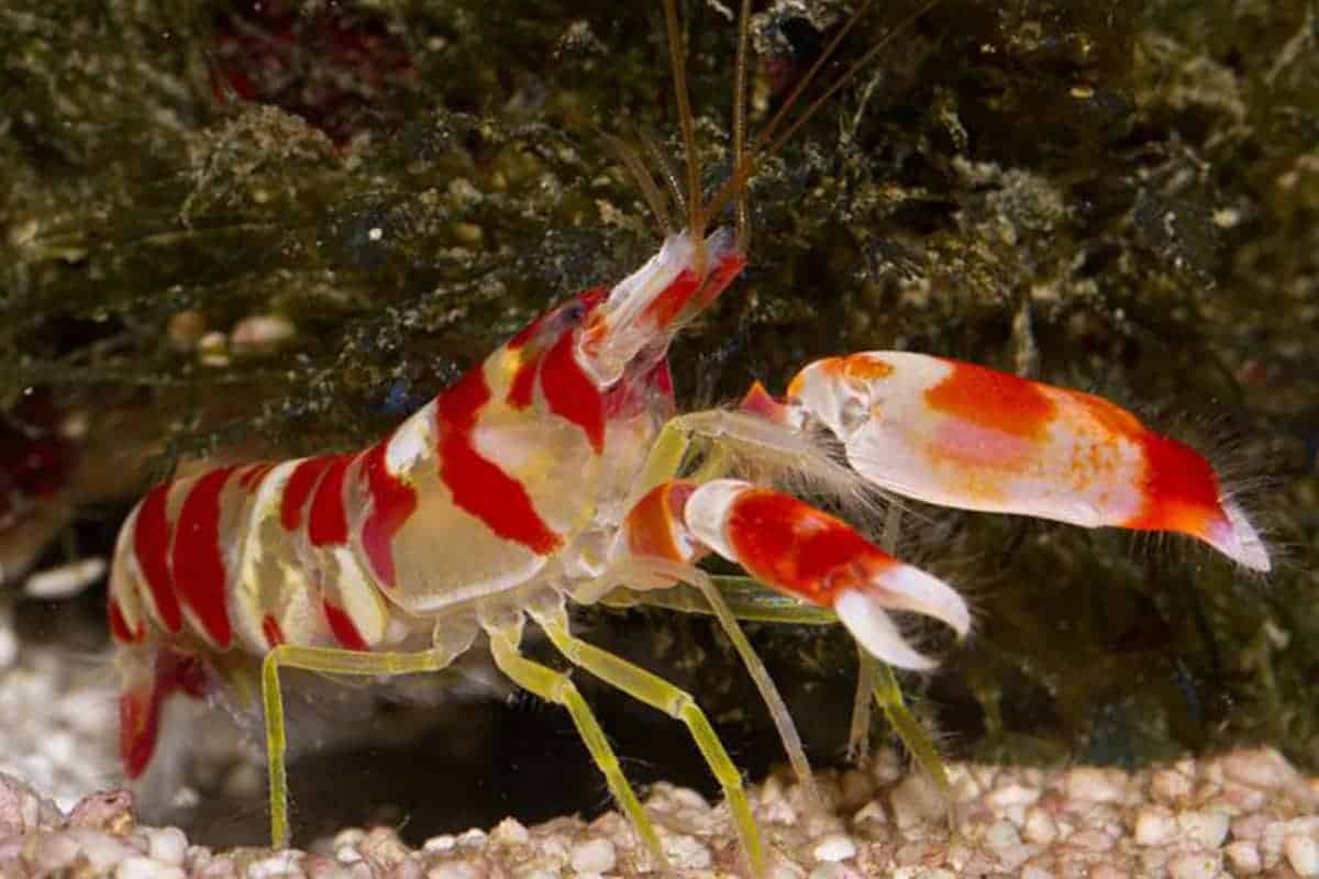 The Pistol Shrimp