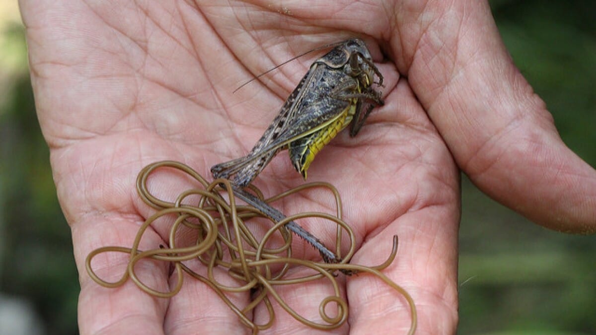 Horsehair Worms