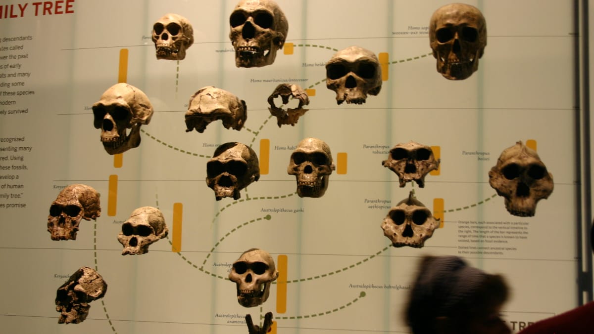 Ghost Lineages