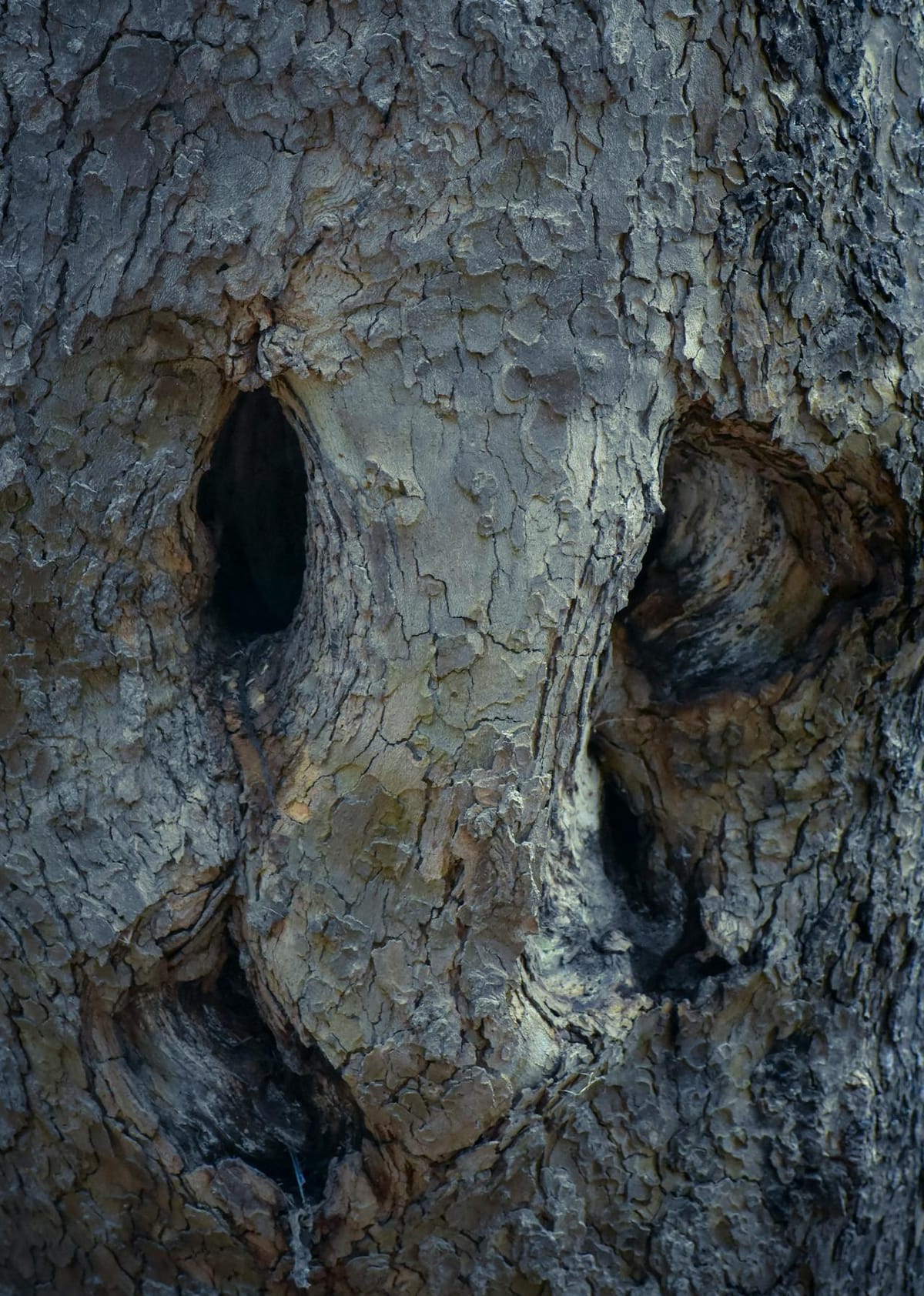 Pareidolia Explained