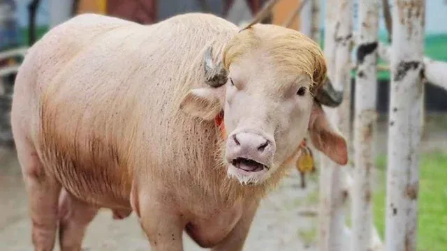 Bangladesh’s Viral ‘Trump’ Buffalo