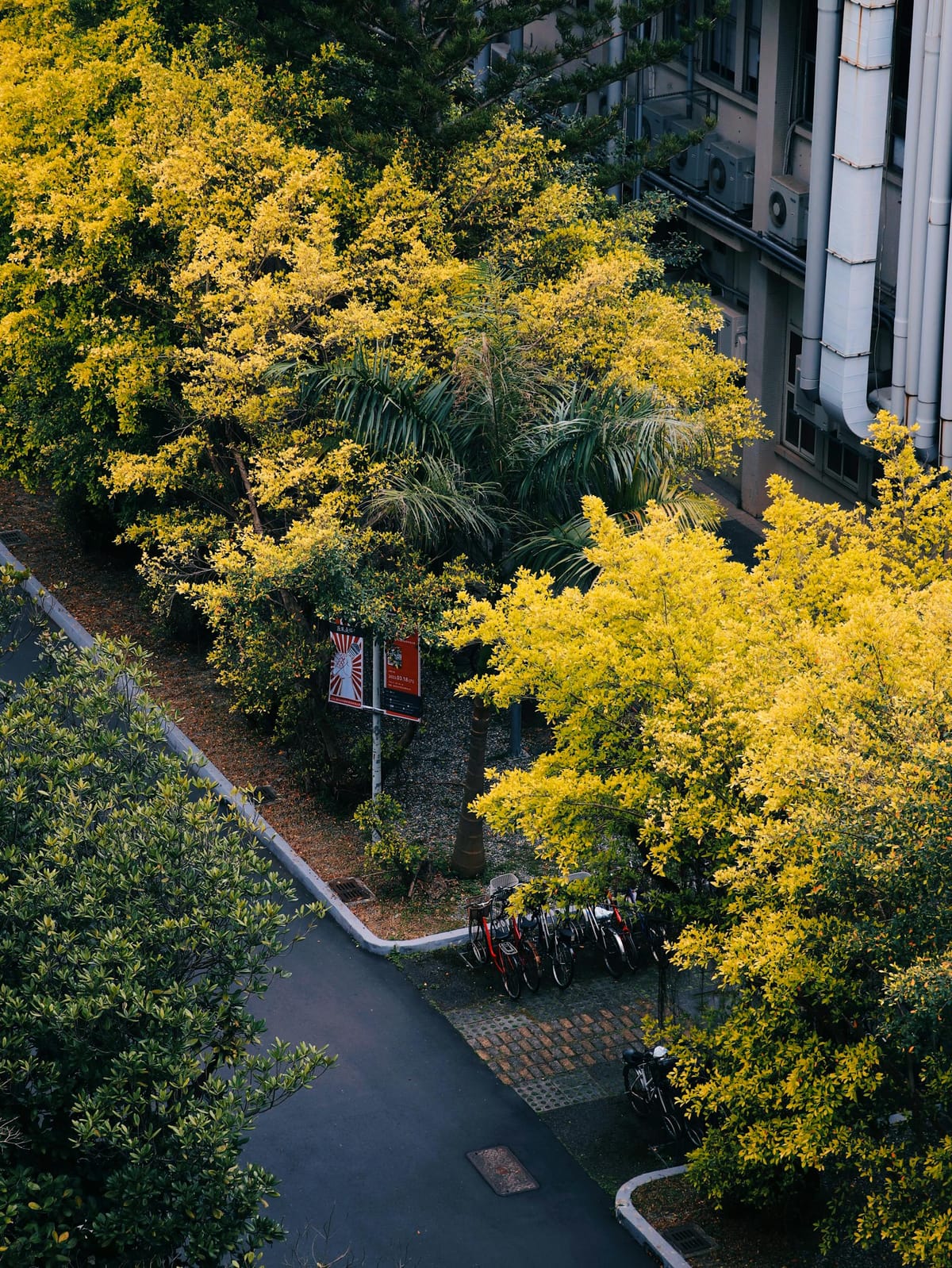 Urban Trees Can Cool Cities