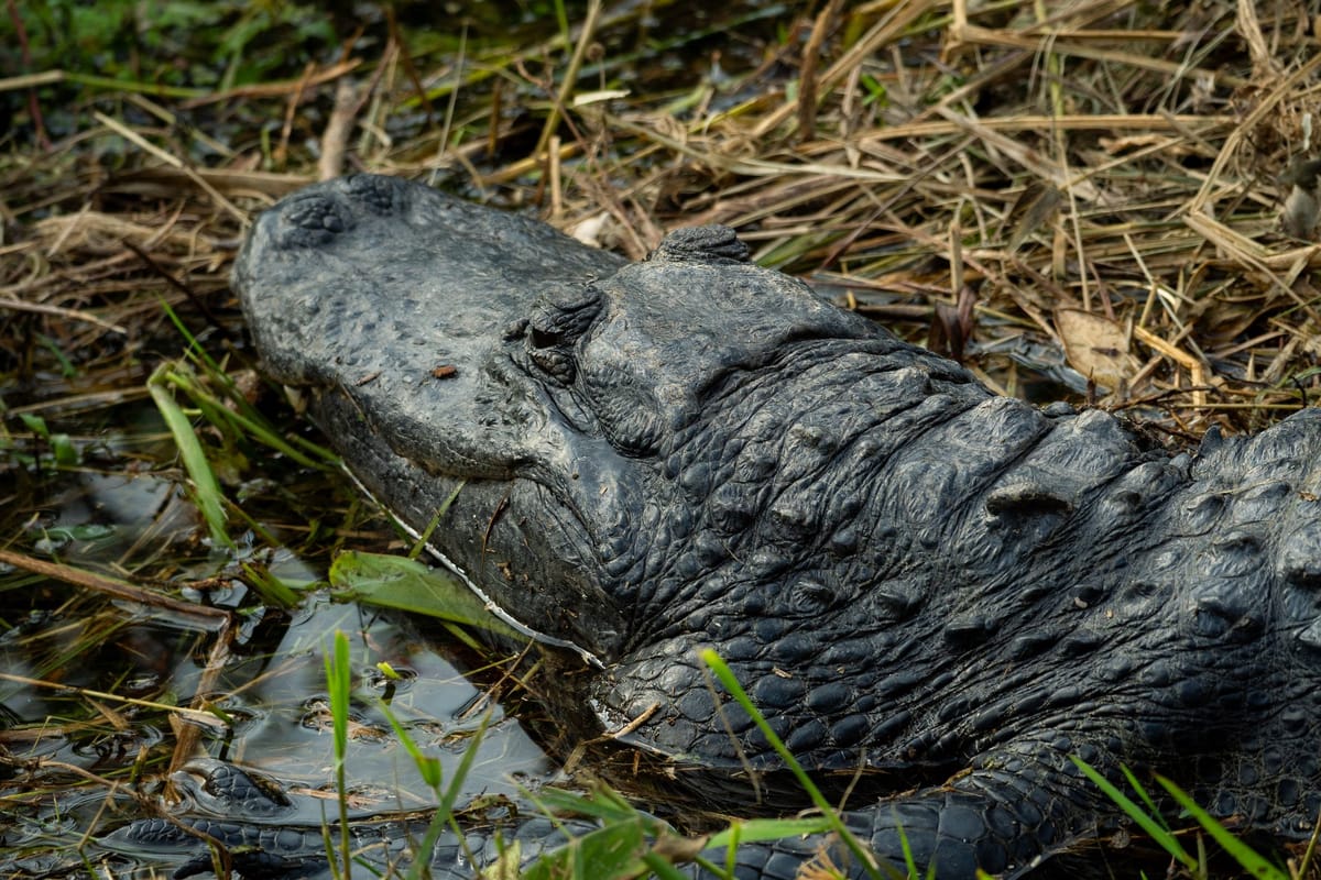 Alligators Use Sticks as Bait