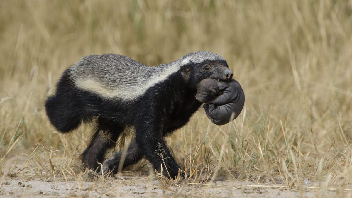 The Honey Badger’s Napoleon Complex: Why This Small Predator Fears Almost Nothing