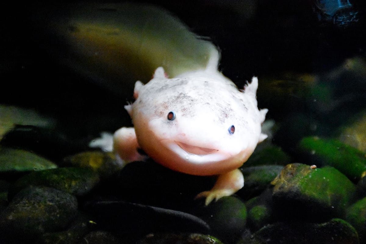 Axolotl: The Extraordinary Amphibian That Can Regrow Its Body Parts