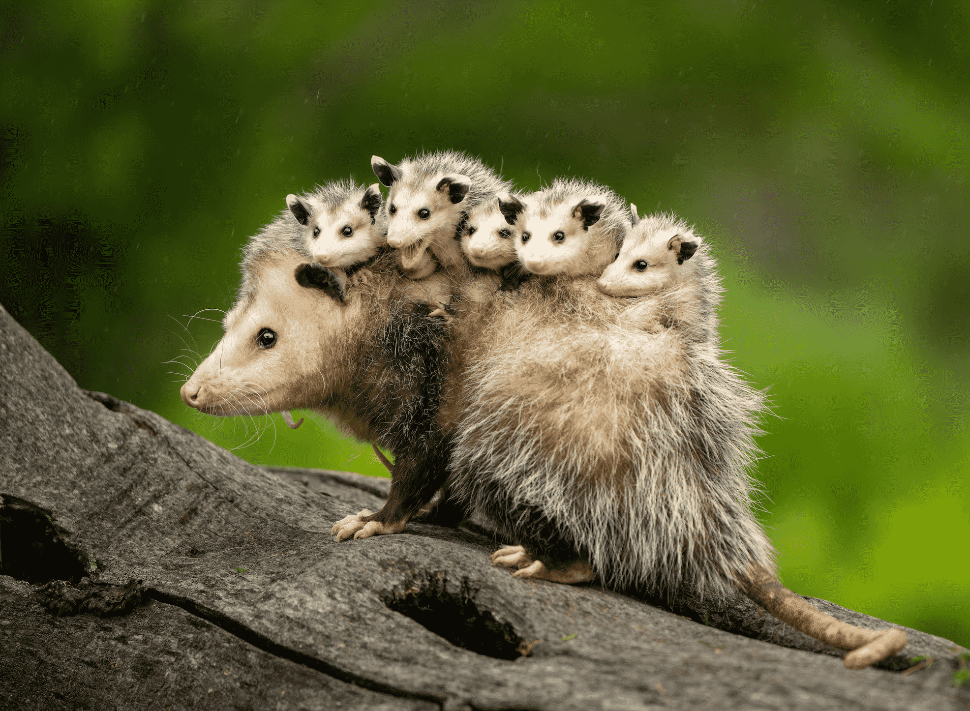 Opossums Are Misunderstood: The Truth About Ticks, Rabies and Their Ecological Role
