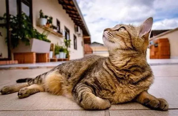 How To Make Friends With Street Cats