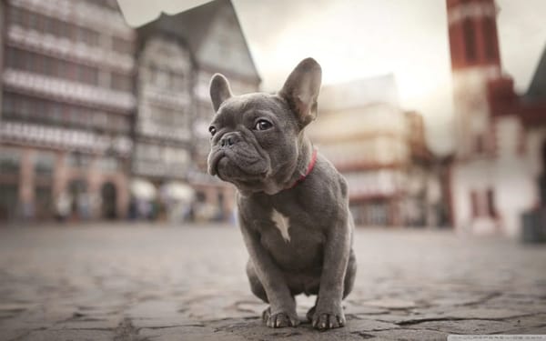 French Bulldog: The Irresistible Charm of a Petite Companion