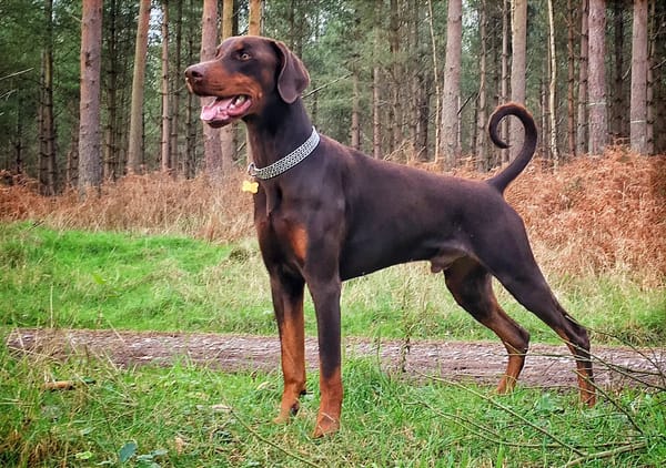 The Doberman Pinscher: A Loyal Guardian with Grace and Intelligence