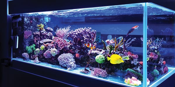 The Mesmerizing World of Marine Aquariums: A Closer Look at the Enchanting Underwater Realm