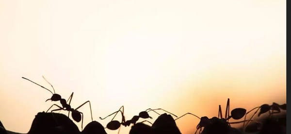 stitching wounds with ants
