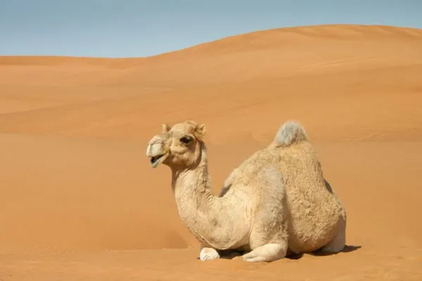 Saudi Arabia Imports Sand and Camels
