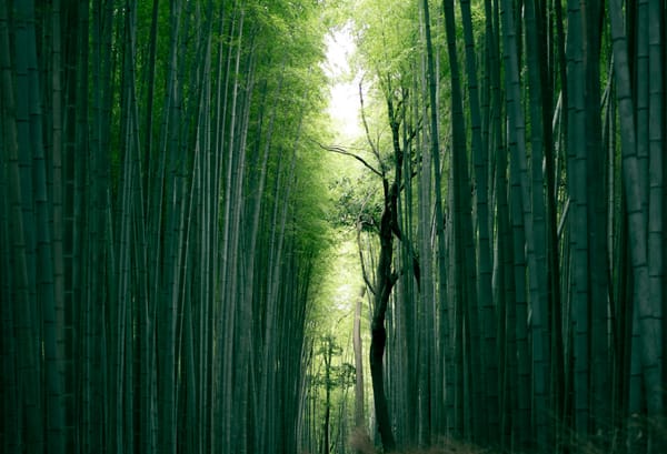 Bamboo: Nature's Green Wonder