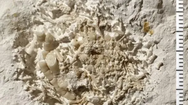 66-Million-Year-Old Fossilized Vomit