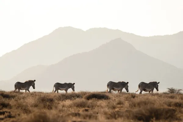 Grevy’s Zebra Trust