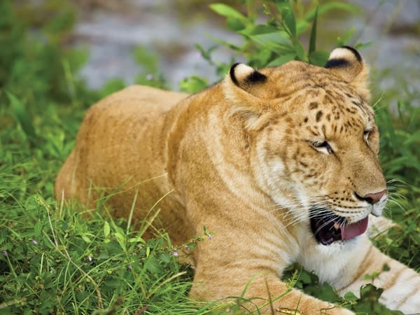 Ligert Wild Hybrids: The Fascinating World of Inter-Species Big Cat Breeding