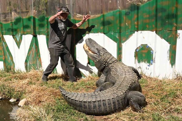 Morris the Alligator